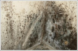 methods of preventing dampness wall